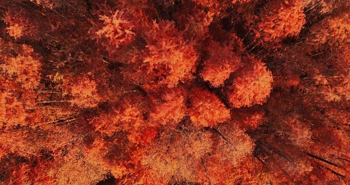 Aerial view of autumn metasequoia forest