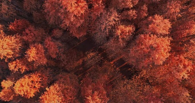 Aerial view of autumn metasequoia forest