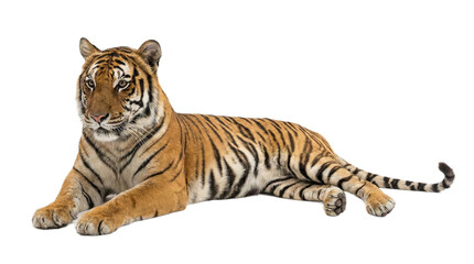Fototapeta premium A majestic Indochinese tiger lies down on a seamless transparent background, looking alert.