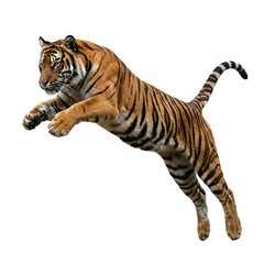 Obraz premium A Sumatran tiger leaping fiercely against a transparent background.