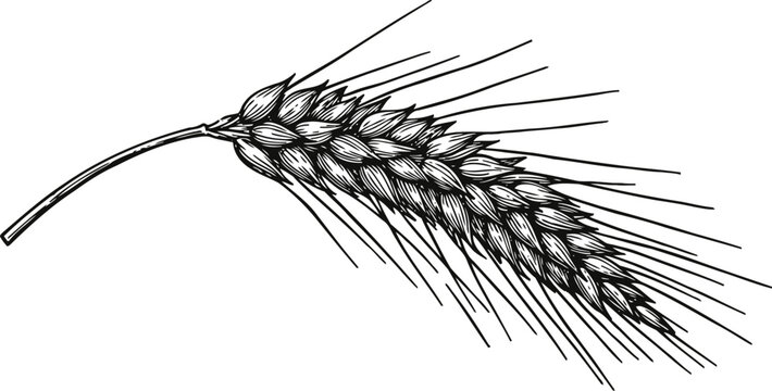 Detailed black and white illustration of a wheat ear with grains and long awns, agricultural cereal plant design