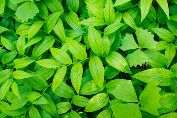 Obraz premium Lush green forest foliage texture seen from above