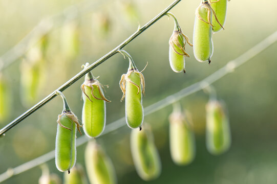Closeup of Ripe Sunn Hemp Pods (crotalaria juncea, Indian hemp) with sunlight.