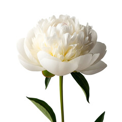 &ldquo;White Peony Bloom &ndash; Elegant Floral Portrait for Wedding, Nature, and Home Decor&rdquo;
