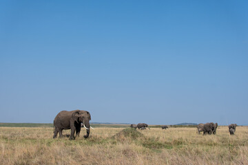 Fototapeta premium A family of elephants grazing on tall grass inside Masai mara national reserve during a wildlife safari
