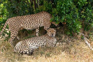 Fototapeta premium A cheetah brothers from tano bora walking in the open plains of Masai Mara National Reserve during a wildlife safari
