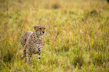 Naklejka premium A cheetah brothers from tano bora walking in the open plains of Masai Mara National Reserve during a wildlife safari