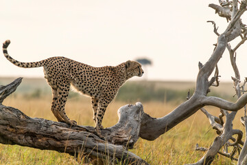A cheetah brothers from tano bora walking in the open plains of Masai Mara National Reserve during a wildlife safari © Chaithanya