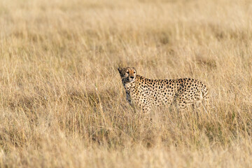 Naklejka premium A cheetah brothers from tano bora walking in the open plains of Masai Mara National Reserve during a wildlife safari