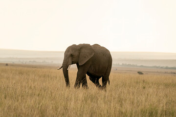 Fototapeta premium A family of elephants grazing on tall grass inside Masai mara national reserve during a wildlife safari