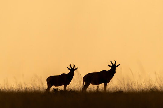 A silhouetted image of african topi with beautiful sunrise in the savana of Masai mara national reserve during a wildlife safari