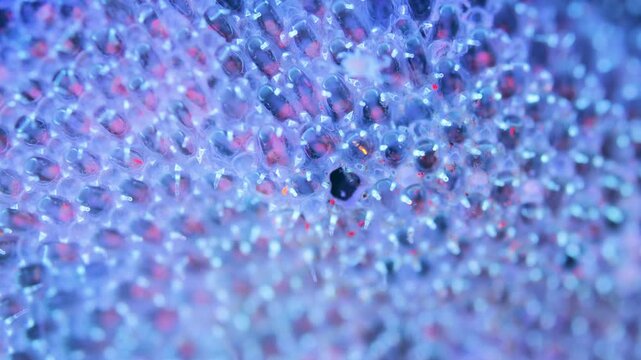 Colony of bryozoans under a microscope. Sometimes they are called Ectoprocta. Sea of Okhotsk. Under ultraviolet light.