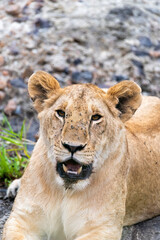 A female lioness with her family relaxing in the grasslands of Masai Mara National Reserve during a wildlife safari