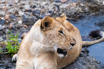 Obraz premium A female lioness with her family relaxing in the grasslands of Masai Mara National Reserve during a wildlife safari