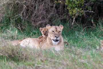 A female lioness with her family relaxing in the grasslands of Masai Mara National Reserve during a wildlife safari