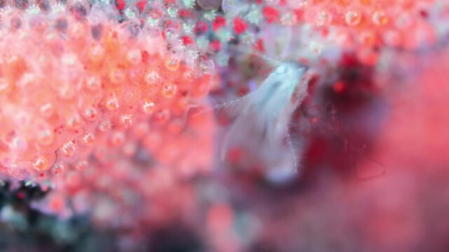 Young crustacea family Balanidae under microscope. They use crowns of their tentacles to capture food. Under ultraviolet light