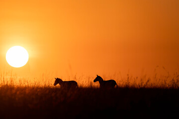 A silhouetted zebra against the rising sun in the plains of masai mara national reserve during a wildlife safari