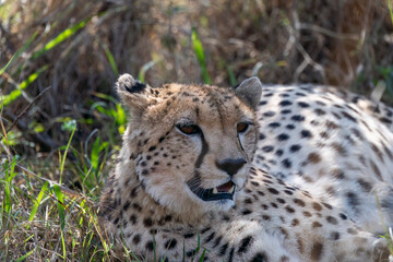 Fototapeta premium A cheetah brothers from tano bora walking in the open plains of Masai Mara National Reserve during a wildlife safari