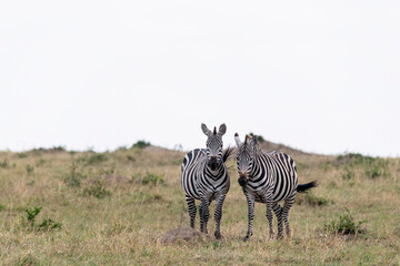 Obraz premium An african zebra grazing in the grasslands of Masai Mara National Reserve during a wildlife safari