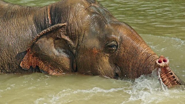 Close-up of Asian elephant trunk and skin texture partially submerged in a river, highlighting natural patterns and calm wildlife behavior in a tropical environment