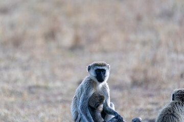 Obraz premium A blue monkey mother and baby sitting on a rock surface inside Masai Mara National Reserve during a wildlife safari