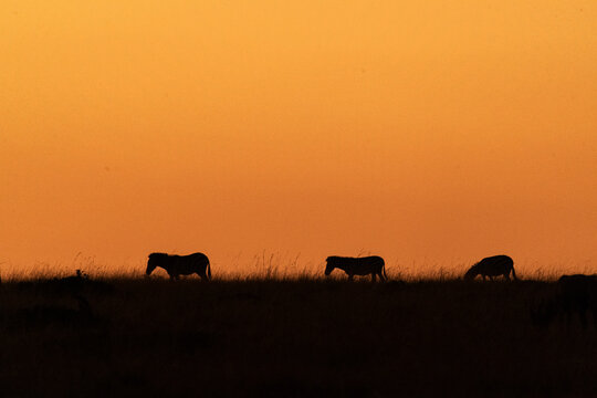 A silhouetted zebra against the rising sun in the plains of masai mara national reserve during a wildlife safari
