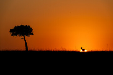 A silhouetted image of african topi with beautiful sunrise in the savana of Masai mara national reserve during a wildlife safari