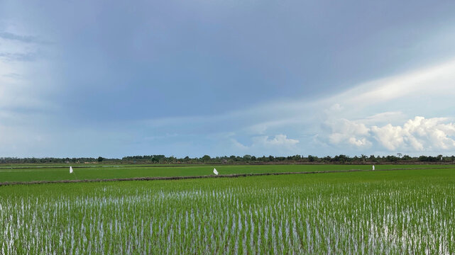 Green rice paddy field with young rice plants and water reflection under dramatic cloudy sky, rural agriculture landscape, sustainable farming concept, copy space, natural daylight.