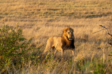 Fototapeta premium A male lion with beautiful mane from Topi pride walking in the open grasslands of Masai Mara National Reserve during a wildlife safari