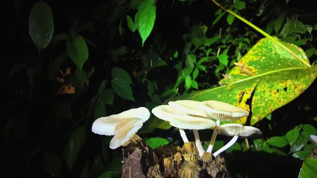 Close-up of white gilled mushrooms clustered on a decaying tree stump in a tropical rainforest at night, showcasing the rich biodiversity of Sarapiqu&iacute;, Costa Rica.