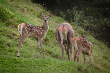 Deer hinds with fawns on the forest edge