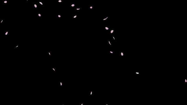 Falling cherry blossom petals particle animation on black (4K_24fps)