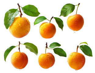 Obraz premium Set of ripe apricot with dew drops and leaves isolated on white background