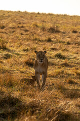 Naklejka premium A lion cub walking among high grasses in the grasslands inside Masai Mara National Reserve during a wildlife safari