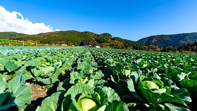 Expansive field of cabbage under a bright blue sky, with a range of mountains in the background