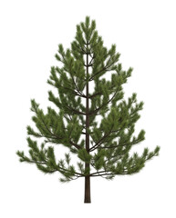 Growing pine tree forest nature view isolated on transparent background