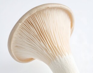 Close-up of mushroom gills, underside view, against white background
