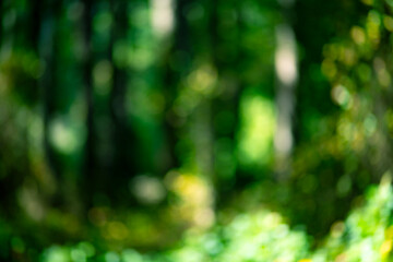 Forest background summer glow. Forest background fresh foliage. Forest background peaceful scene. Forest background eco mood.