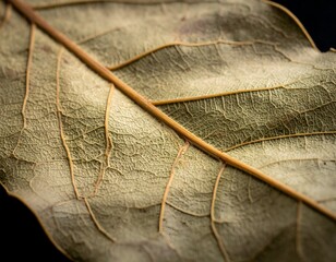 Close-up of a decaying leaf, showing intricate veins and texture