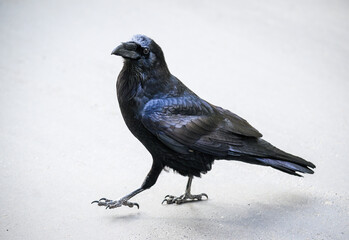 Obraz premium A common raven (Corvus corax) walking in the parking lot. Yosemite National Park. California. USA.