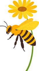 Bee approaching a bright yellow daisy flower on a green stem. Pollination