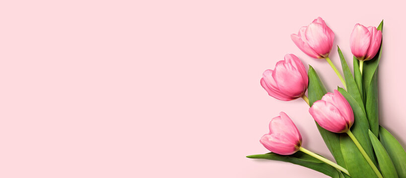 Fresh pink tulips with green leaves placed on a solid pastel pink background, creating a bright and cheerful floral composition. banner