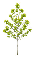 Growing green maple tree nature scene plant life view isolated on transparent background