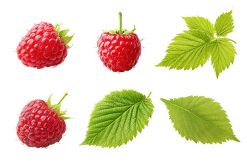 Fresh red raspberries and green leaves isolated on transparent background. Fresh raspberries and green leaves arrangement isolated on white background.