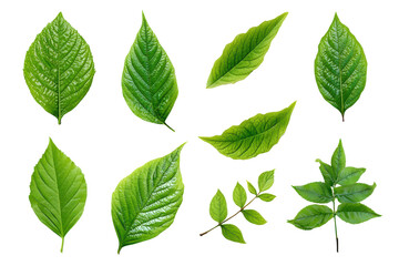 Collection of various green leaves isolated on transparent background. Green leaves collection, organic textures, natural elements isolated on white background.