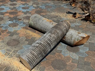 Cut palm tree trunks lying on a patterned paved ground with sawdust scattered around. Outdoor tree removal and landscaping work showing natural wood texture