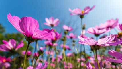 Pink Cosmos Flowers Blooming in a Sunny Summer Meadow