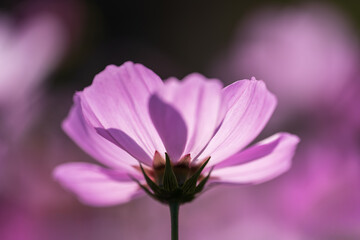 Macro Backlit Portrait of a Single Pink Cosmos Flower with Dreamy Bokeh