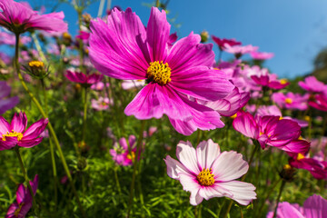 Pink Cosmos Flowers Blooming in a Sunny Summer Meadow