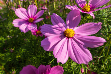 Pink Cosmos Flowers Blooming in a Sunny Summer Meadow